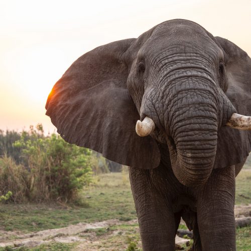 African elephant species now Endangered and Critically Endangered