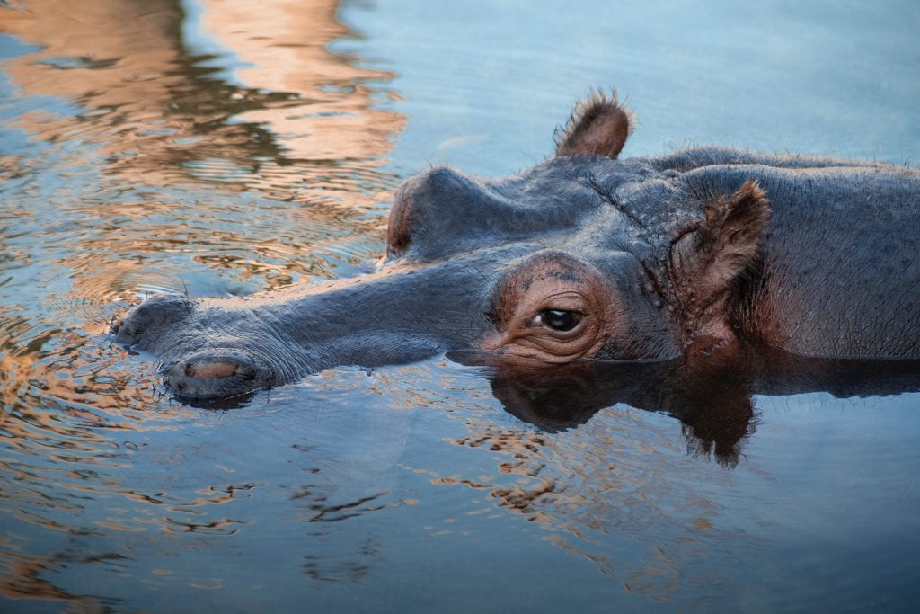 wildlife science center meat donation