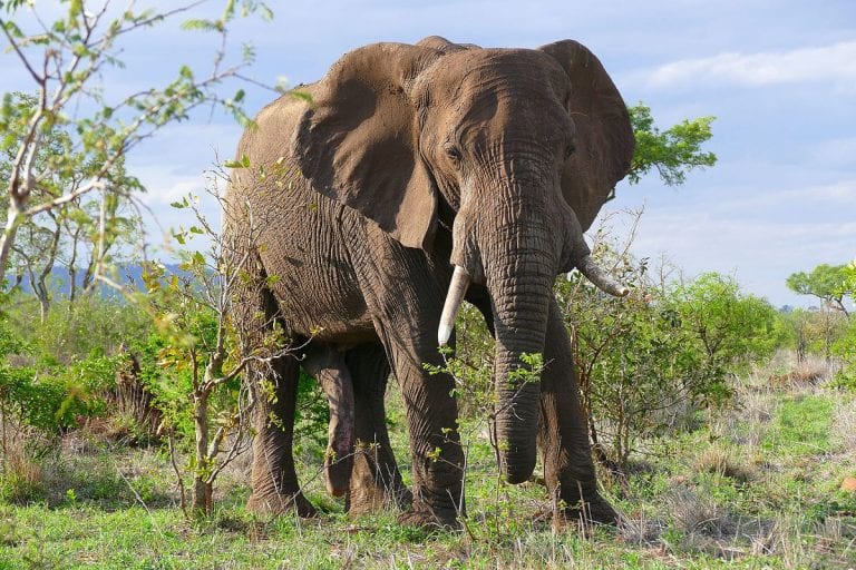 Veilige passage voor olifanten tussen Ghana en Burkina Faso | IUCN NL