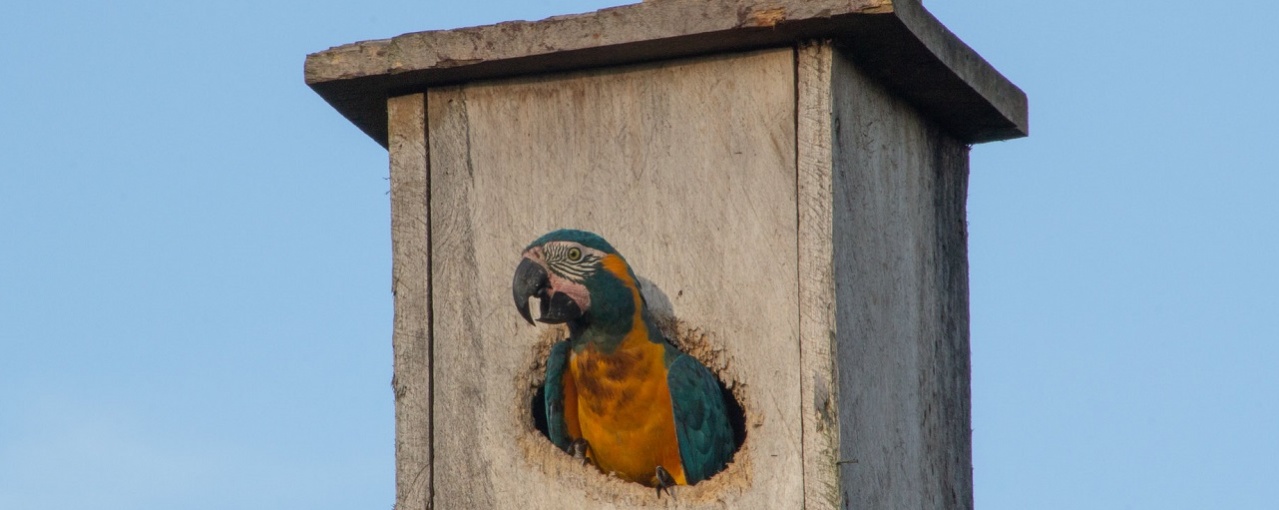 macaw nest box