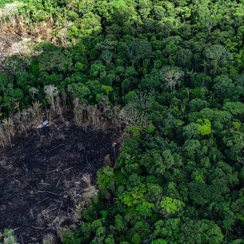 Better monitoring and enforcement to tackle deforestation in Paraguay ...