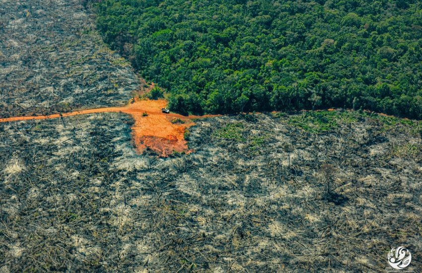 Untangling the dynamics of deforestation in the Colombian Amazon photo FCDS