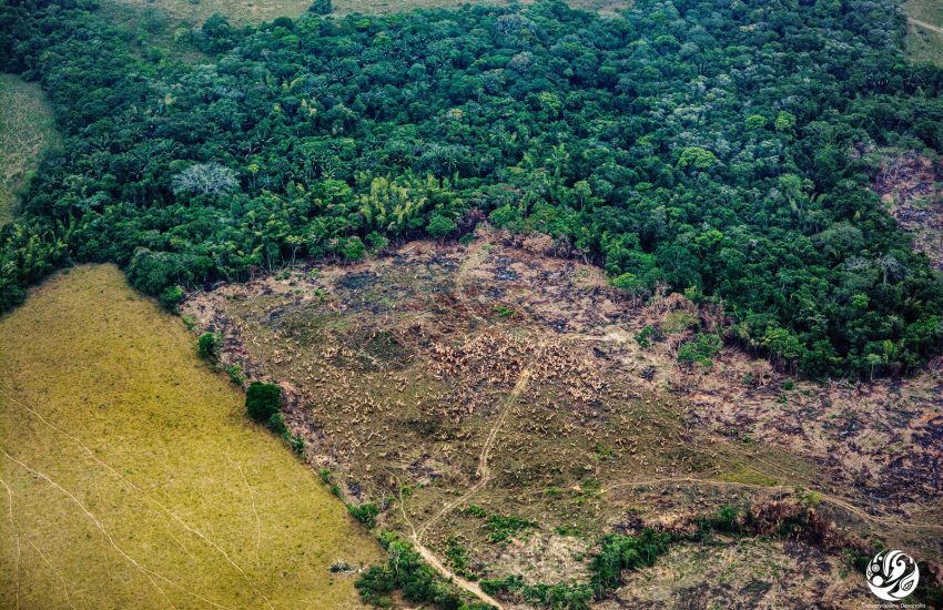 Deforestation in the Colombian Amazon_FCDS