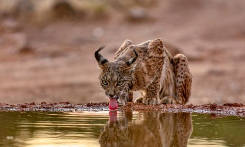 Iberian lynx drinking water