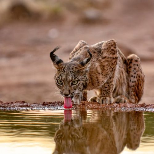 Iberian lynx drinking water