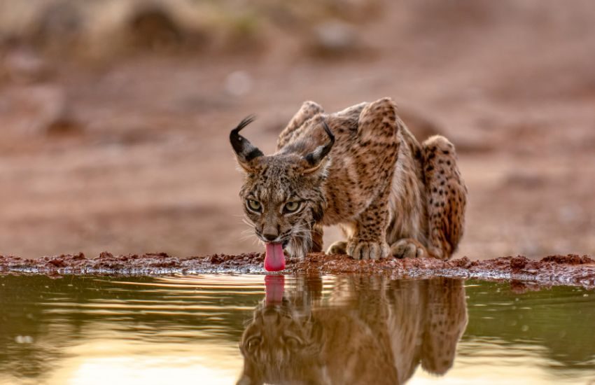 Iberian lynx drinking water