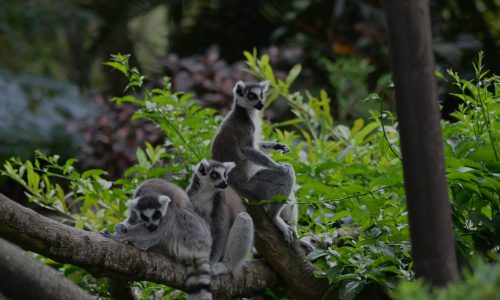 Ring-tailed lemurs are Endangered. © Juan Camilo Guarin P on Unsplash.