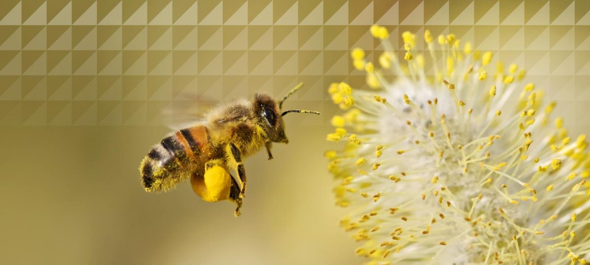 Wat zijn de diensten van IUCN NL? Foto: D. Massey via Getty Images